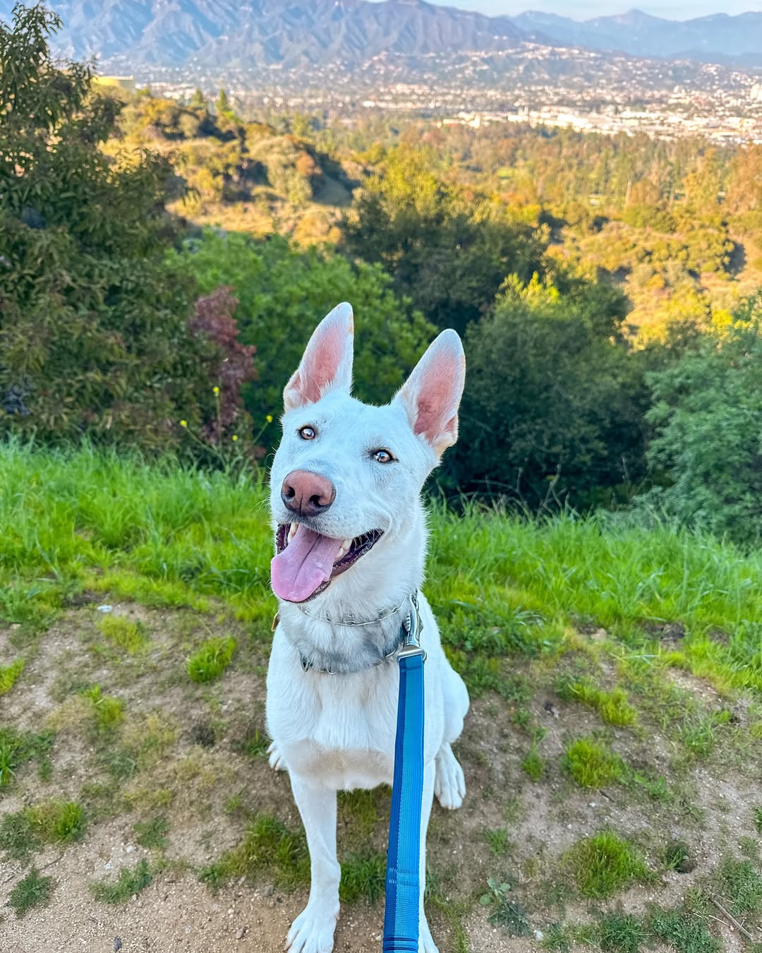 White dog on leash
