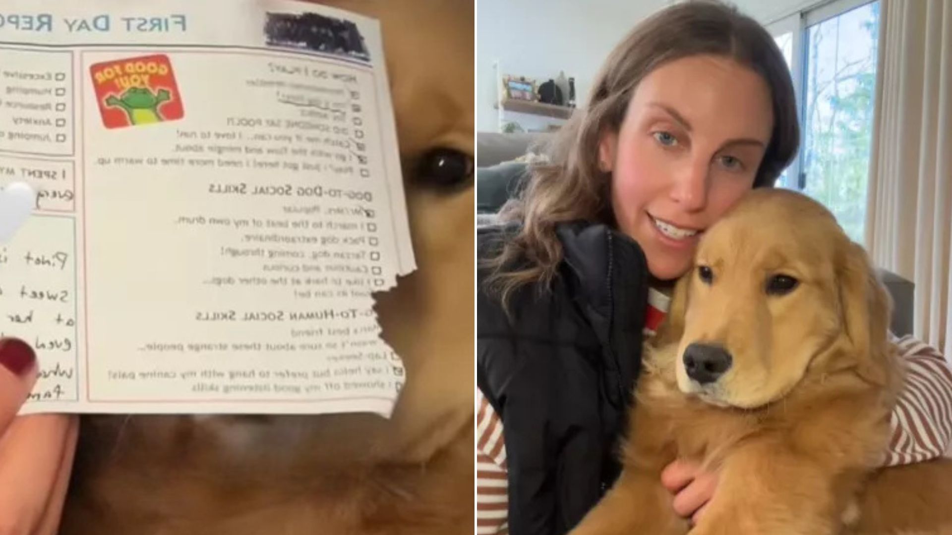 Pup Was Filled With Joy After Receiving Report Card From Daycare He Was Staying In
