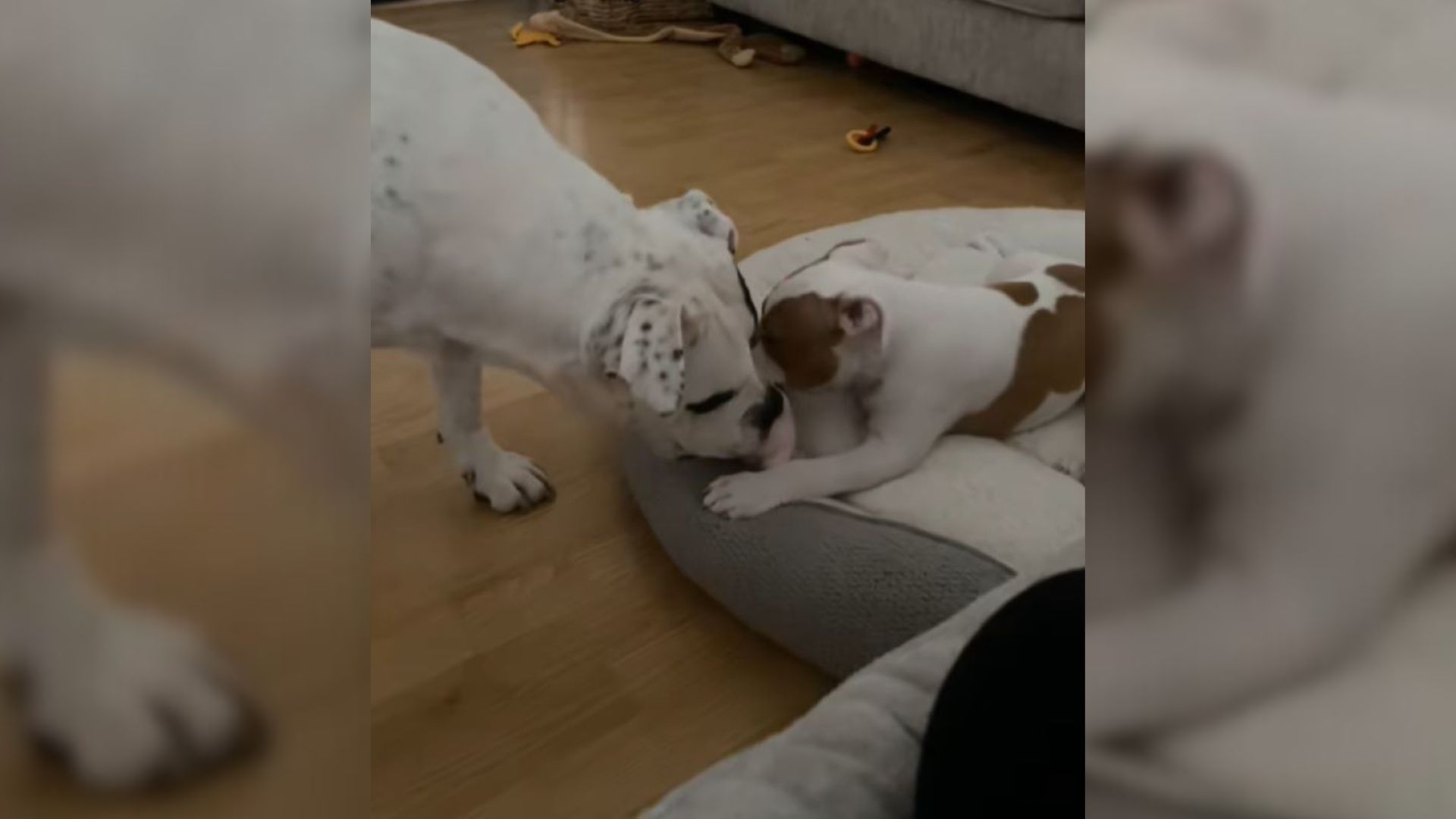 two dogs