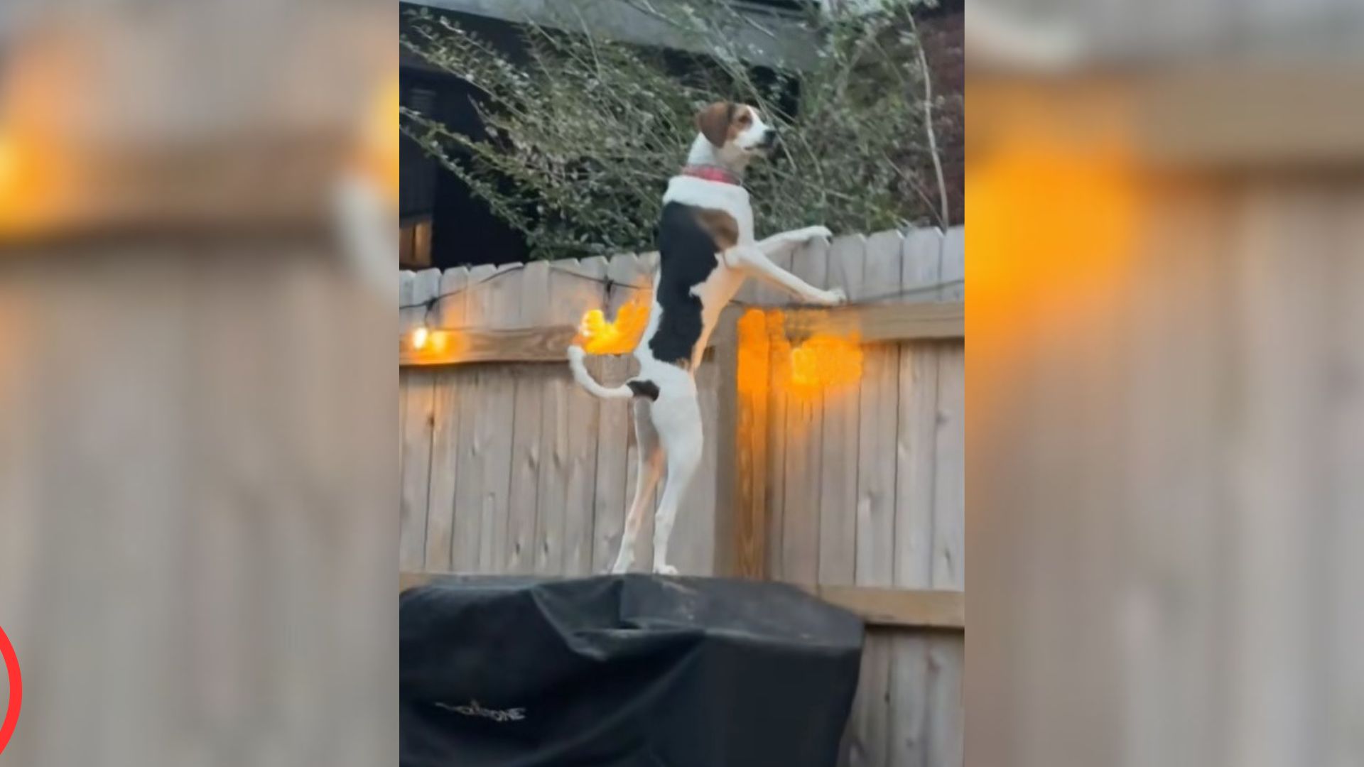 Woman From Tennessee Was Shocked After Realizing Her Pup Is Eavesdropping Over The Fence
