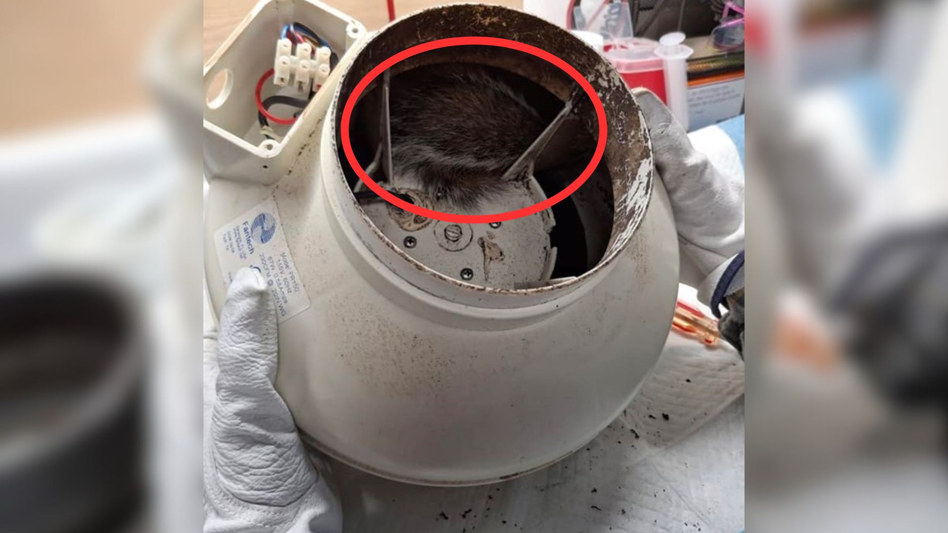 stuck squirrel