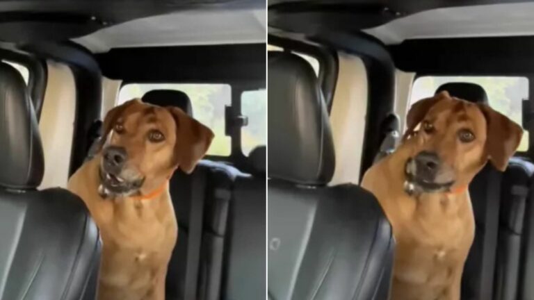 dog in car