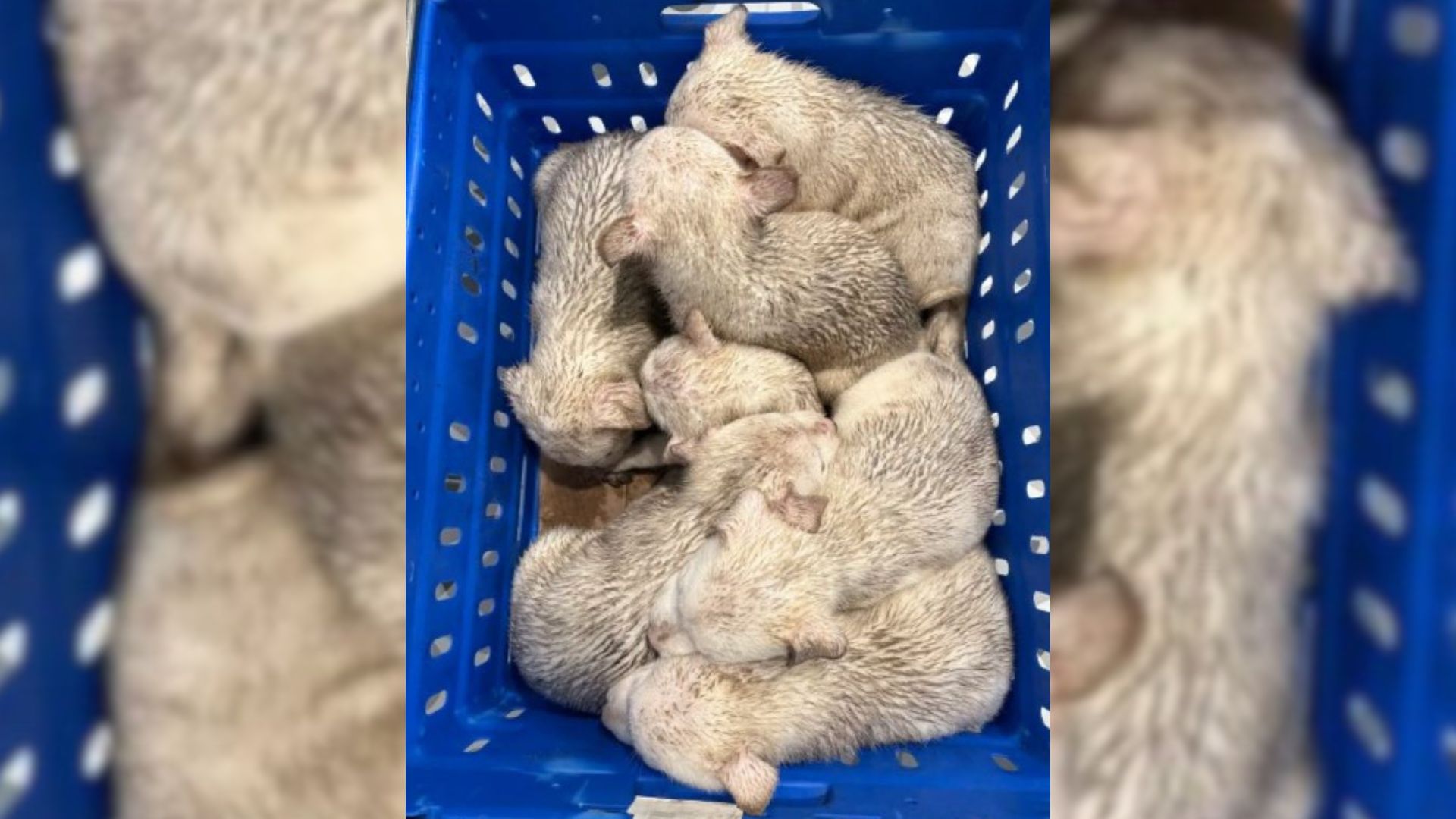 Woman Notices A Strange-Looking Crate In A Trailer Park In South Dakota And Discovers A Bunch Of Surprises