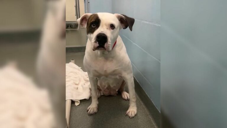 Shelter dog