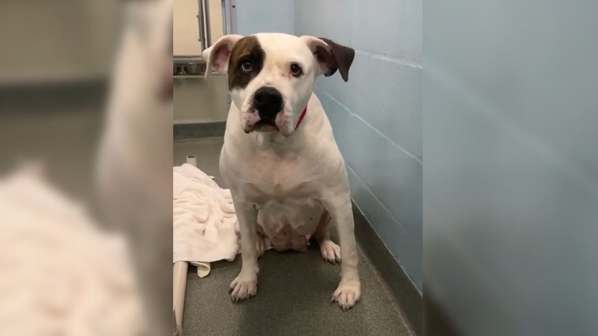 Wonderful Shelter Pup From Florida Keeps Sitting By The Shelter Door, Hoping That Someone Will Notice Him