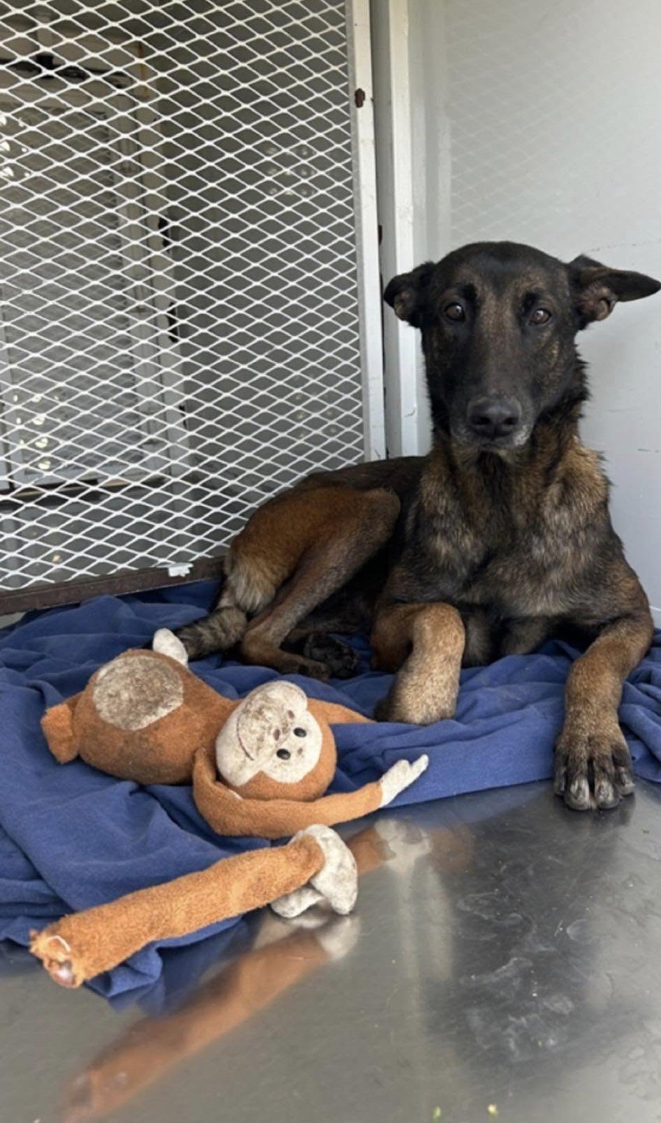 abandoned dog and toy