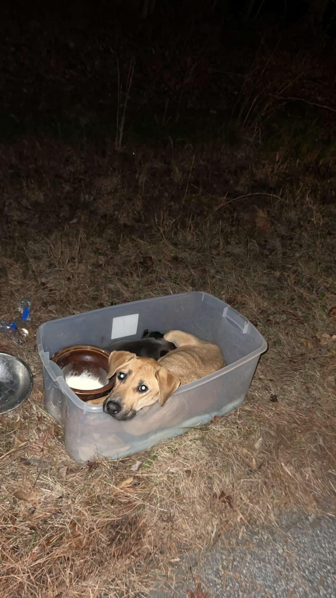 abandoned dog