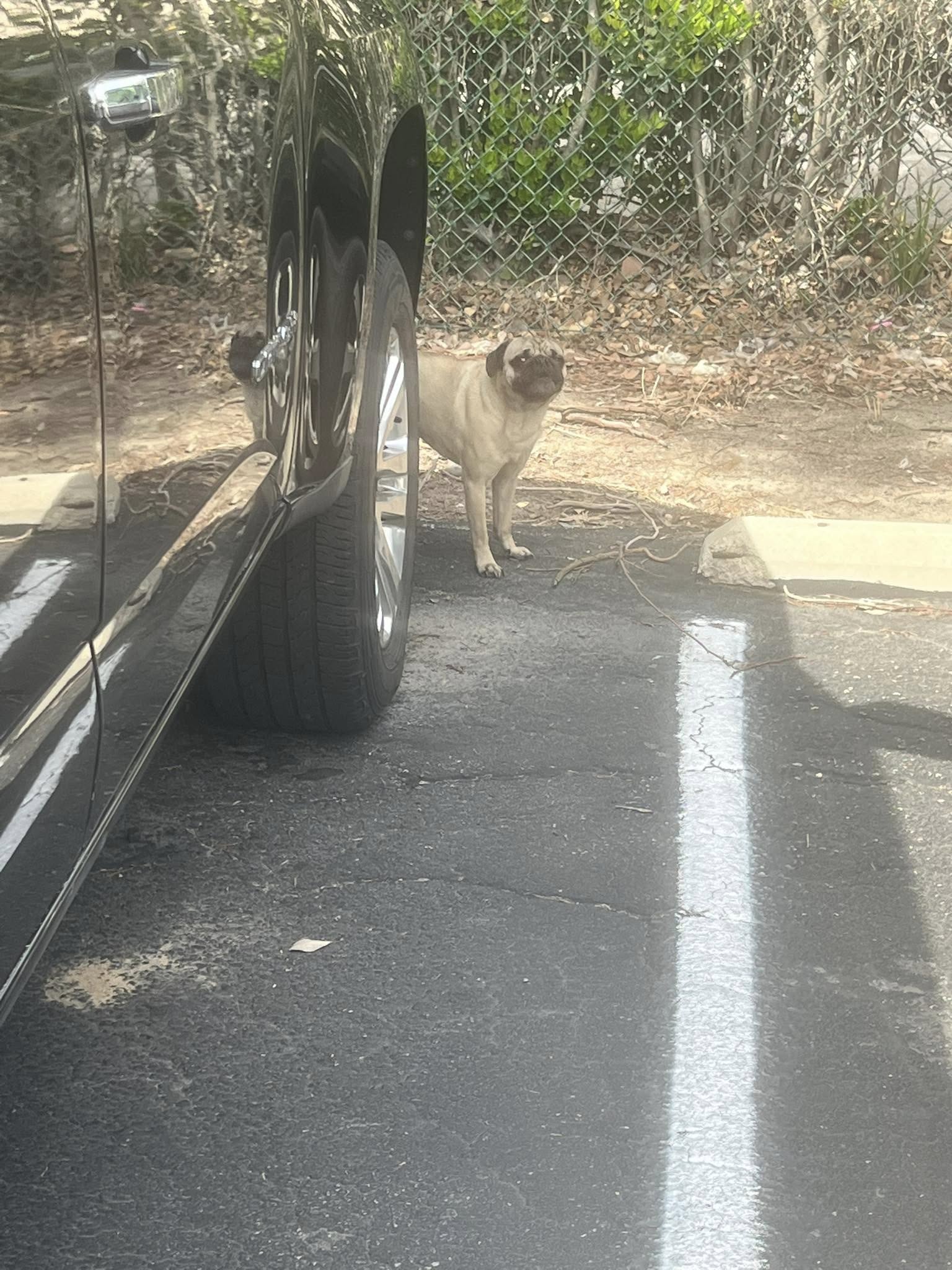 abandoned pug