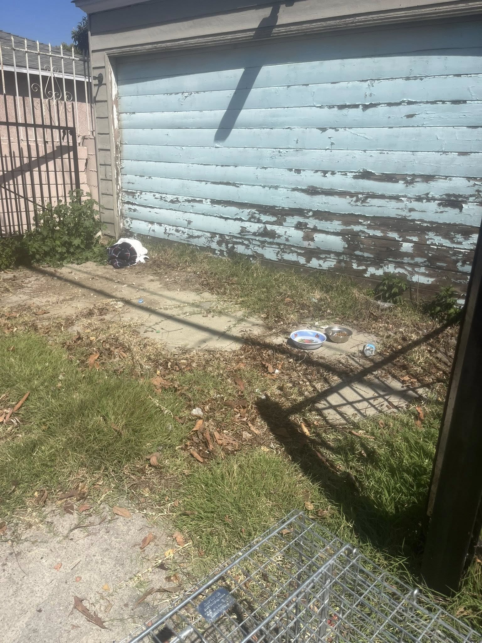 abandoned puppies in yard