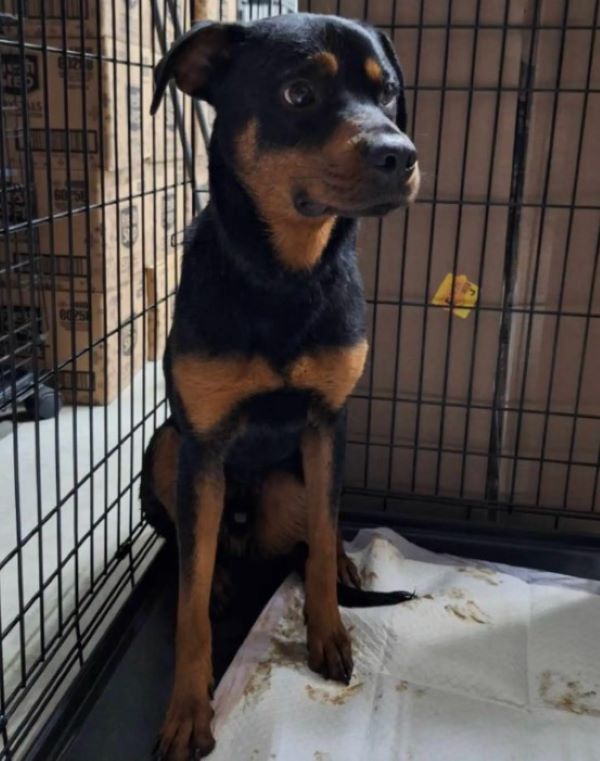 adorable black dog in crate