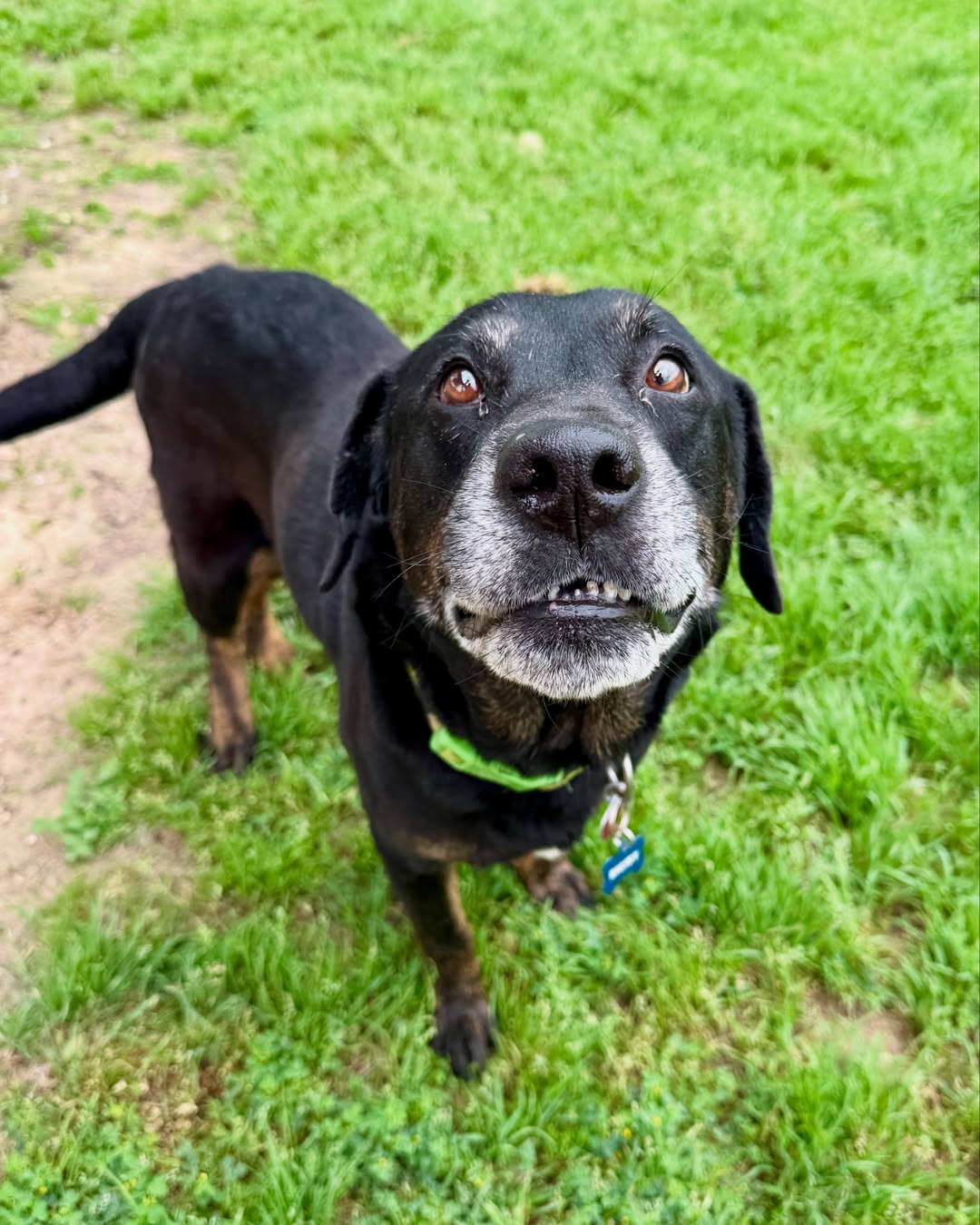 adorable black dog