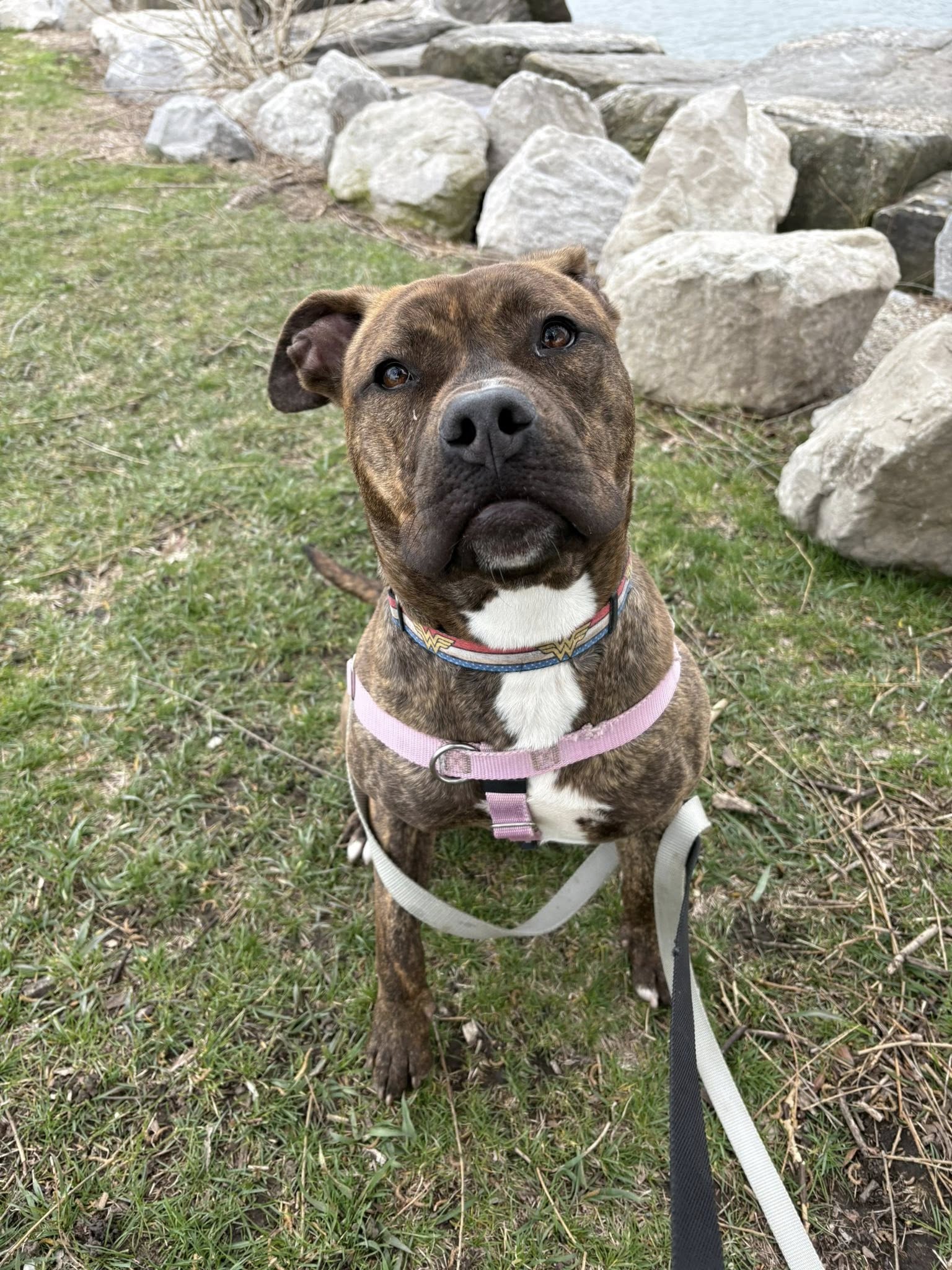 adorable brown dog on leash