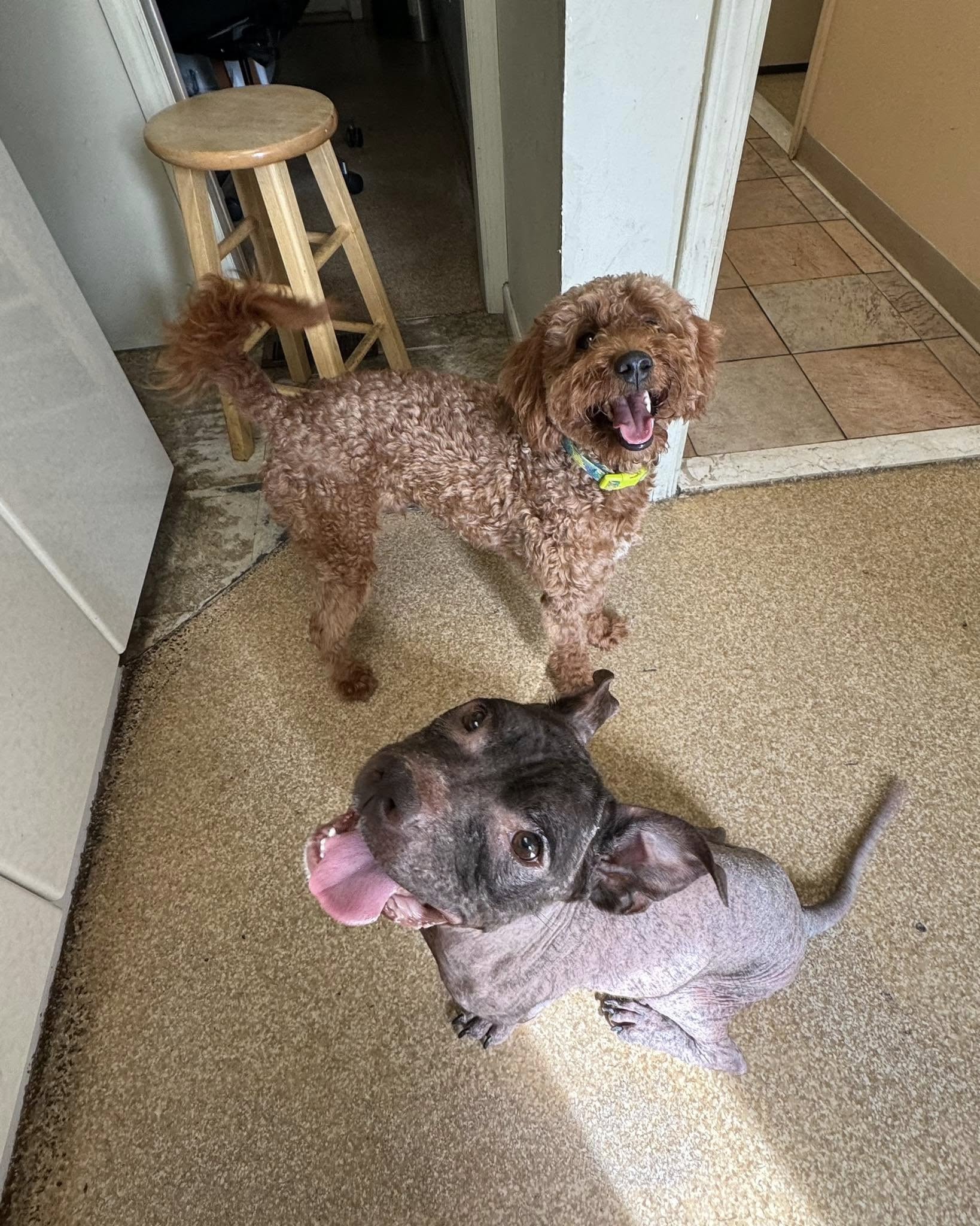 bald dog and brown dog