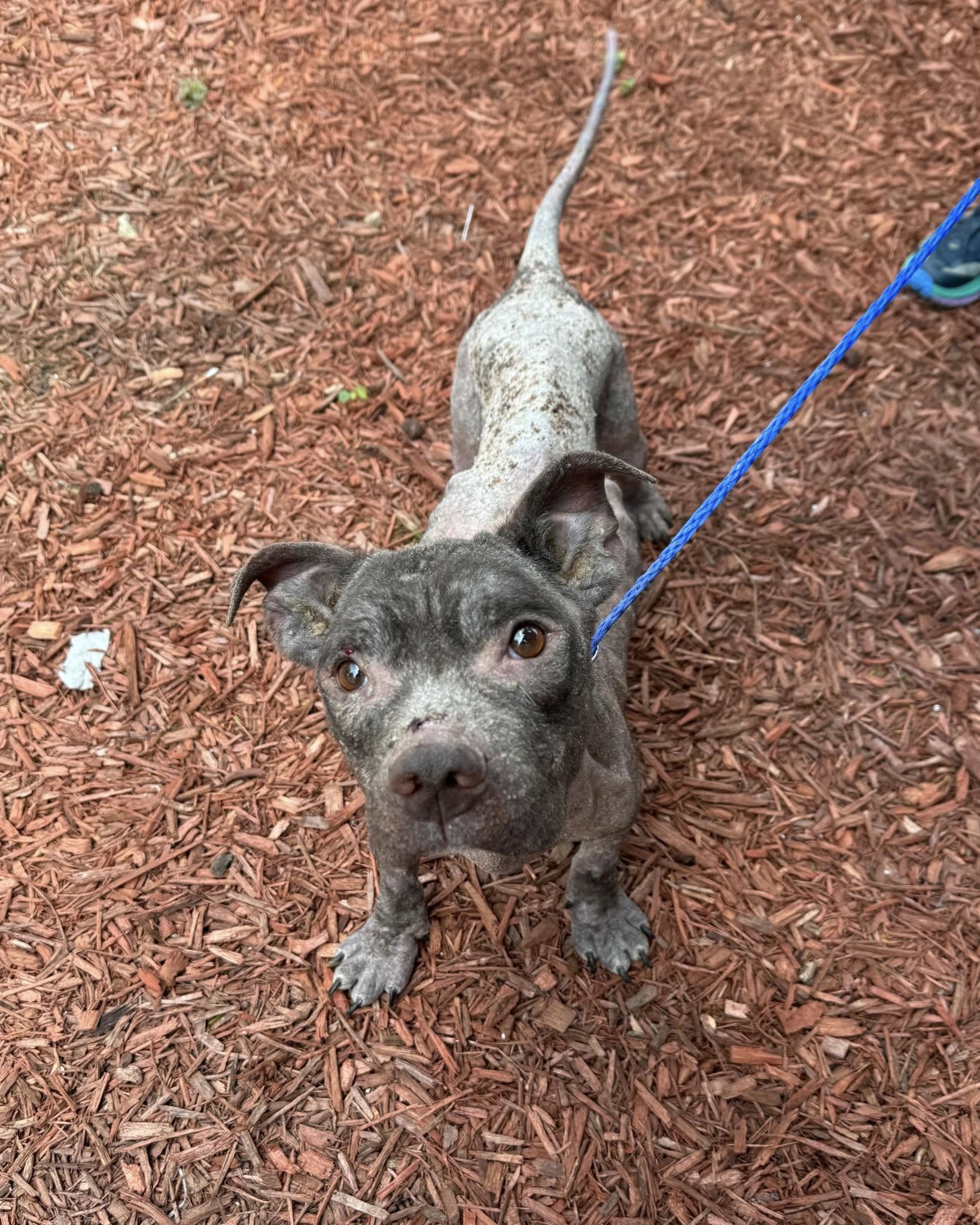 bald dog on leash