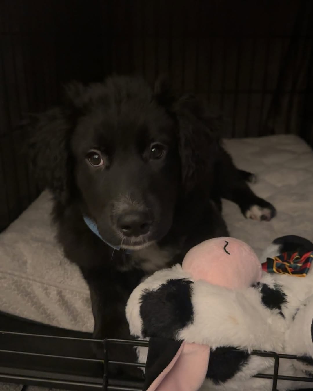 beautiful black dog laying down