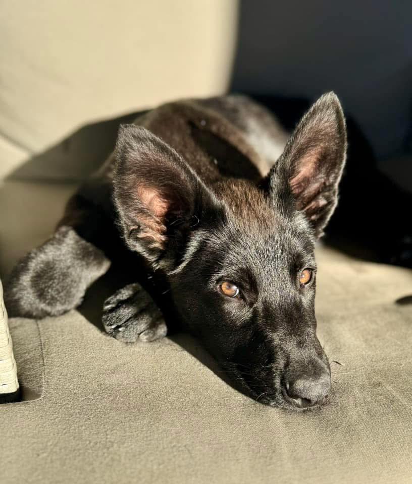 beautiful black dog