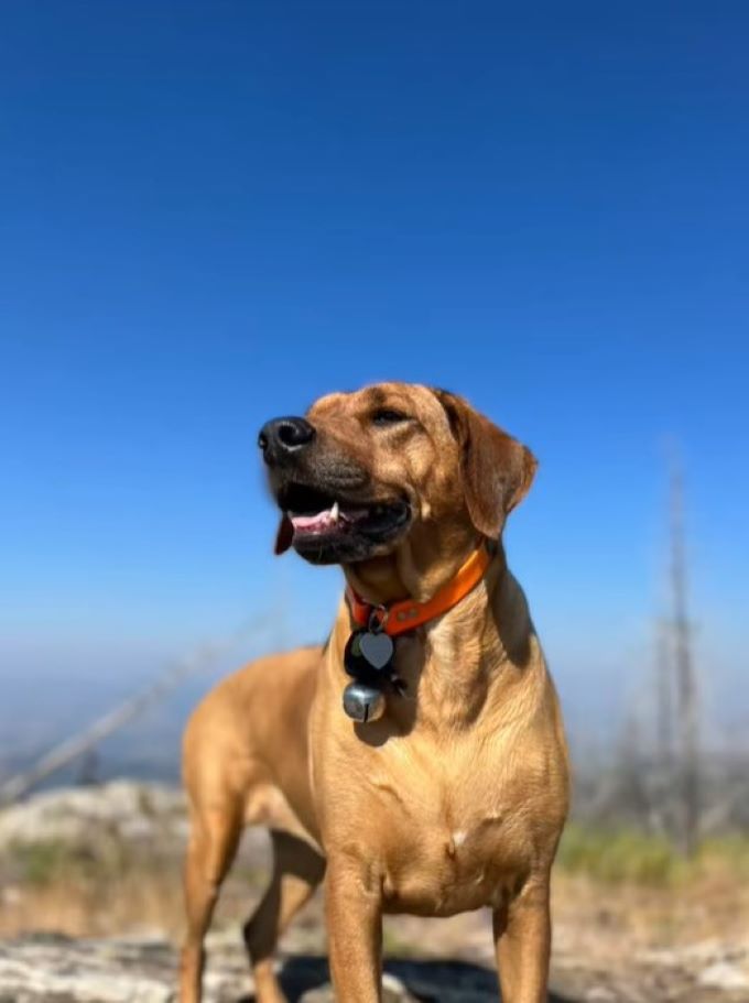beautiful brown dog