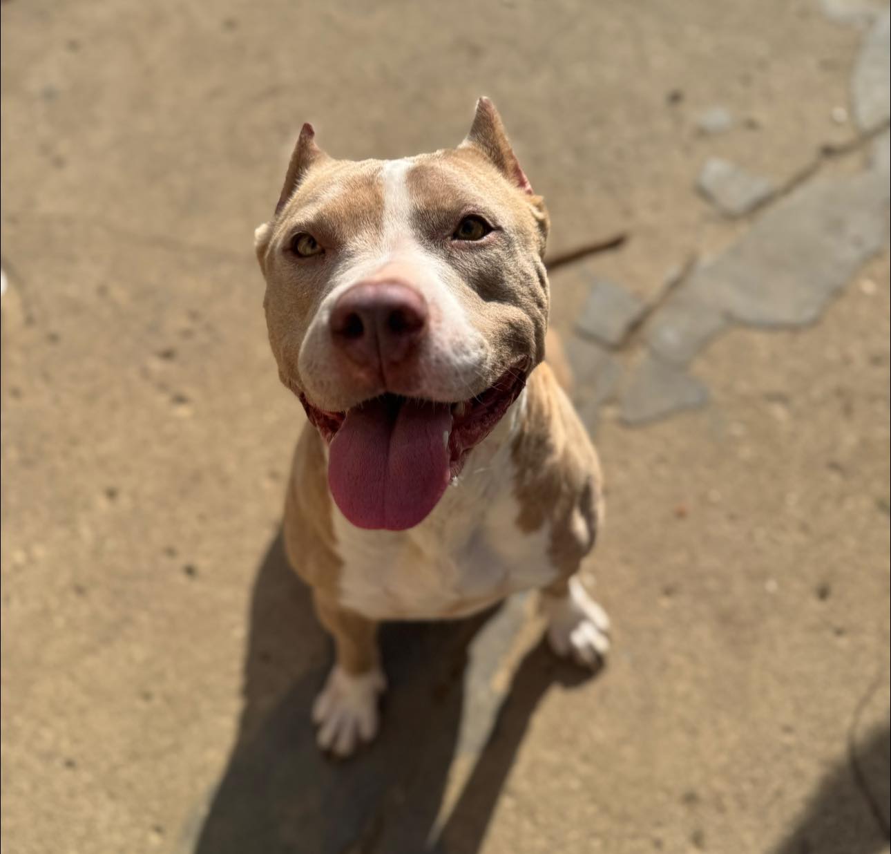 beautiful dog sitting down