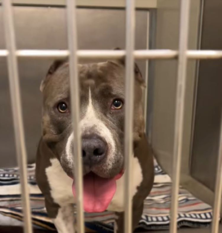 big dog in crate