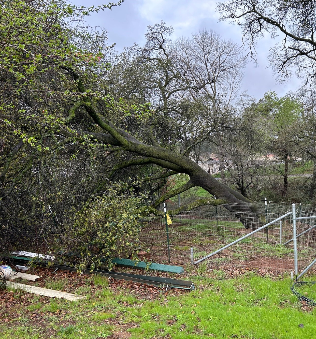 big tree