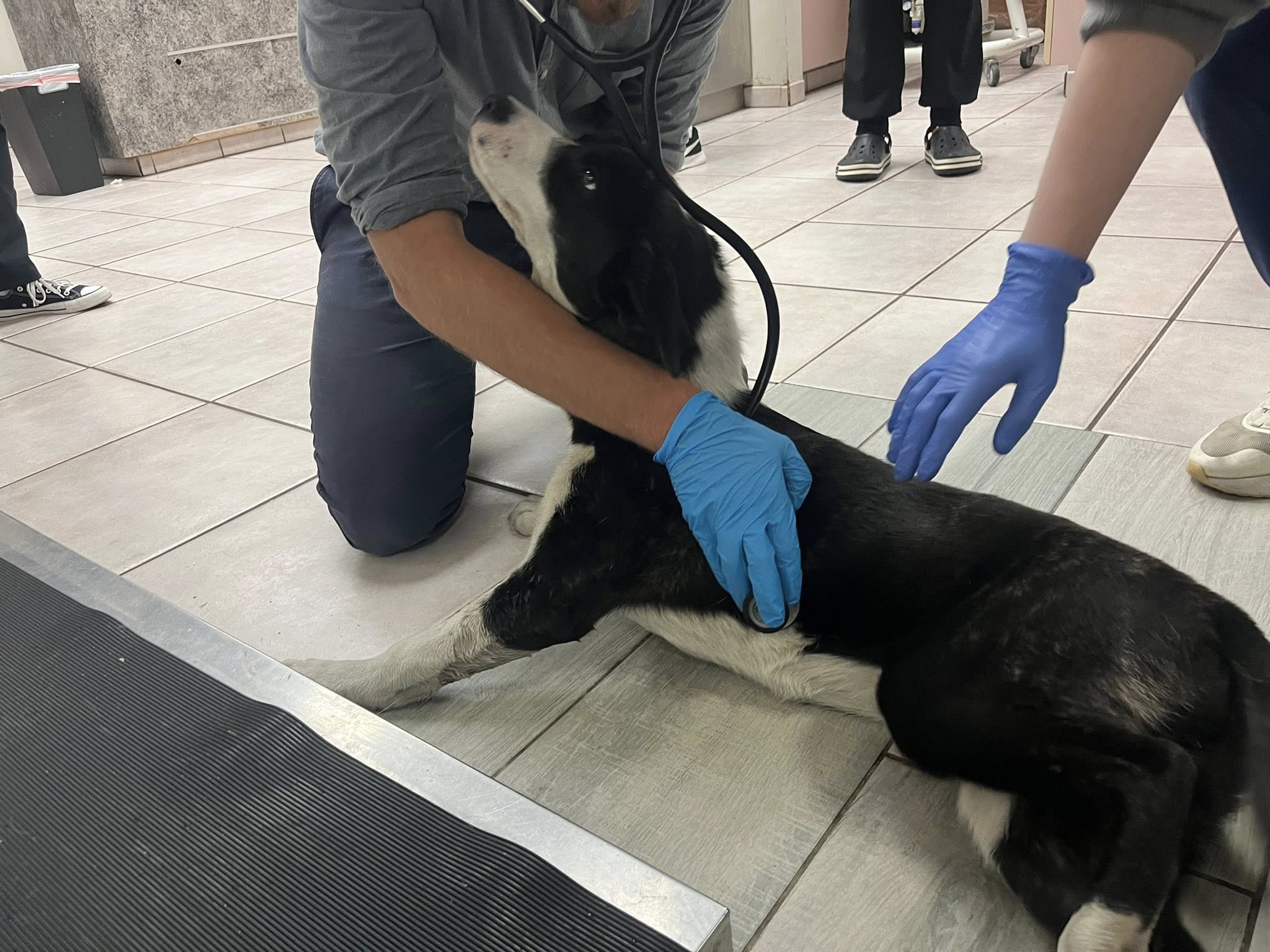 black and white at vets