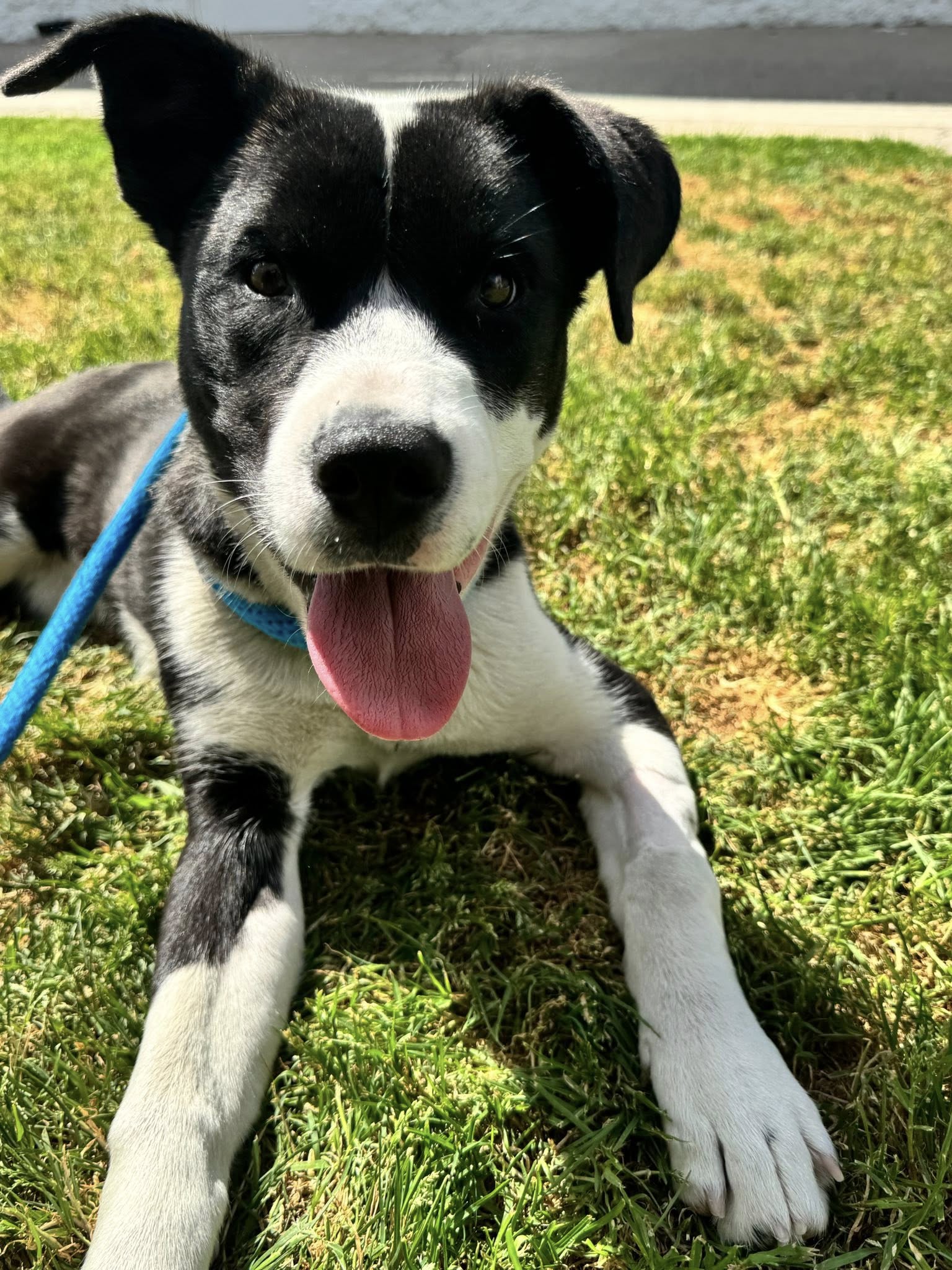black and white dog laying on grass
