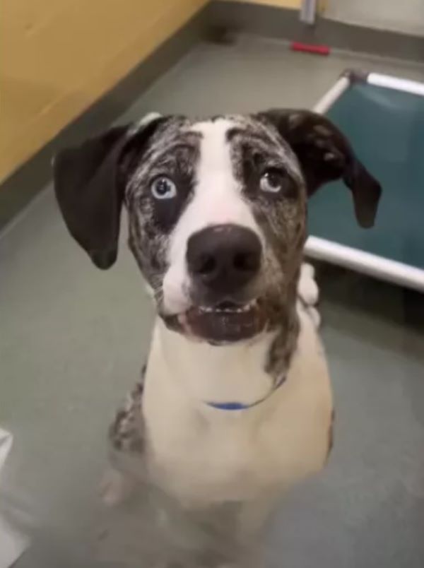 black and white dog