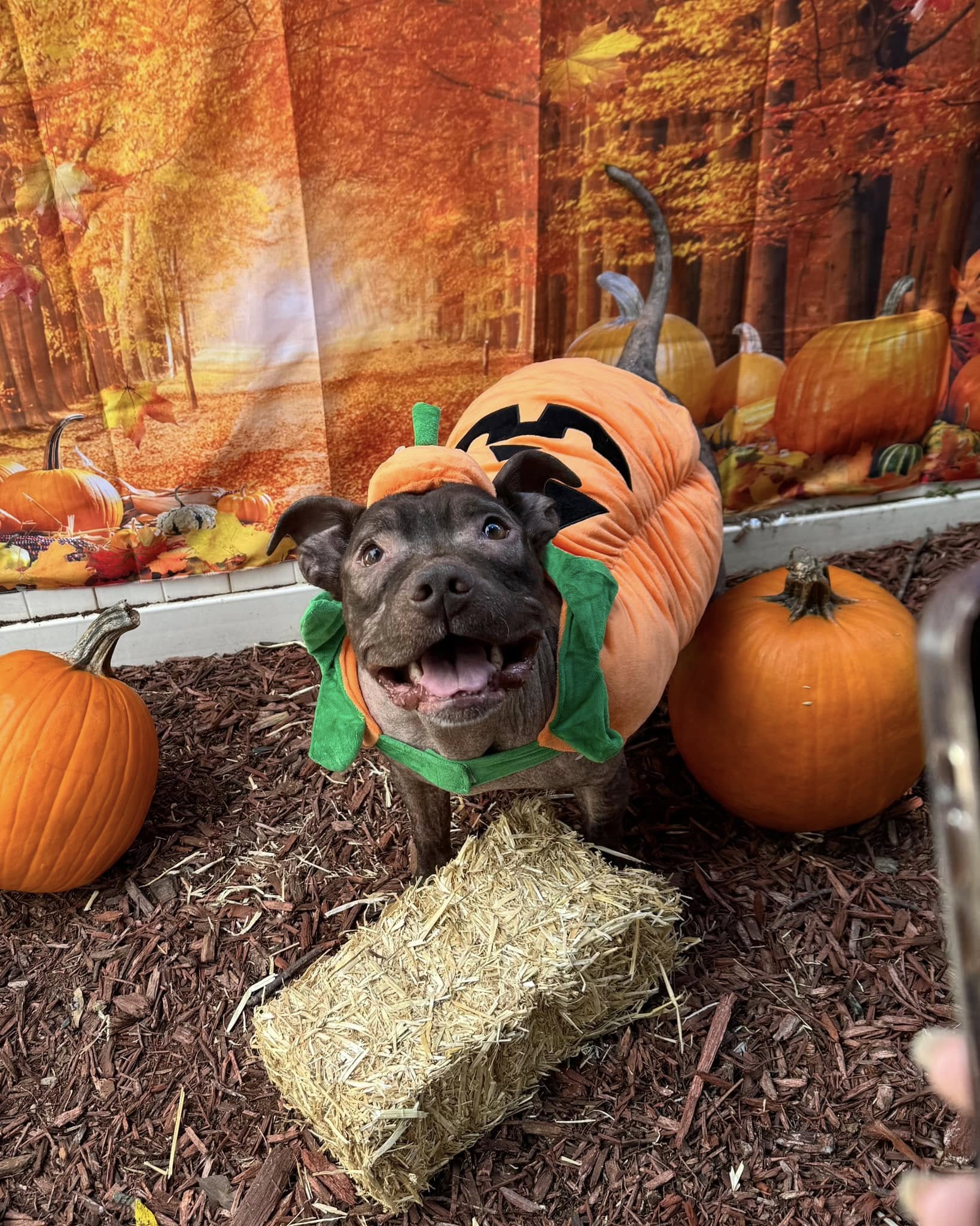 black dog and pumpkins
