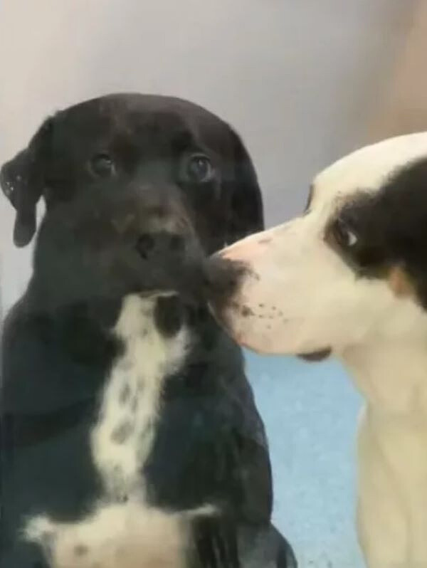 black dog and white dog