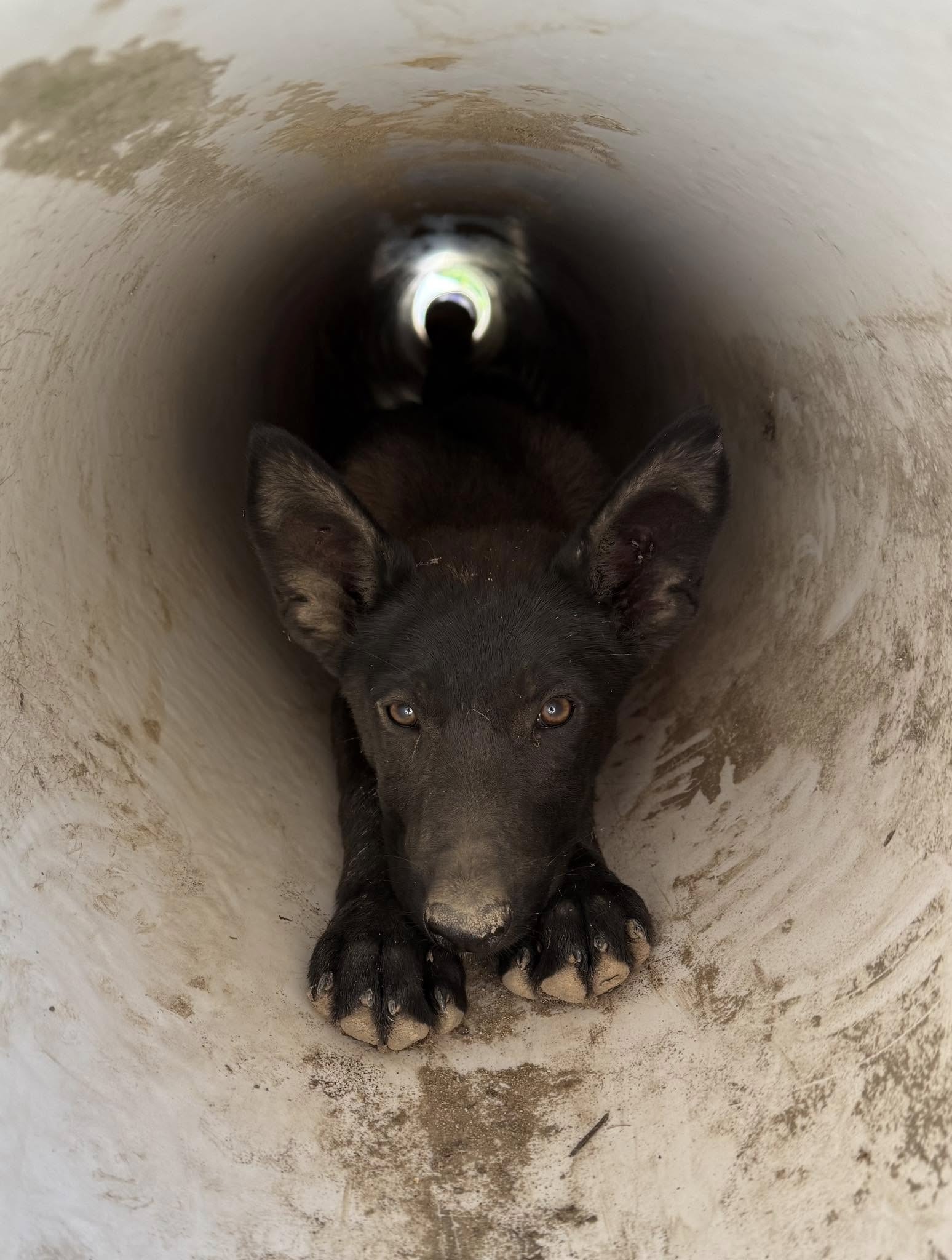 black dog in drainpipe