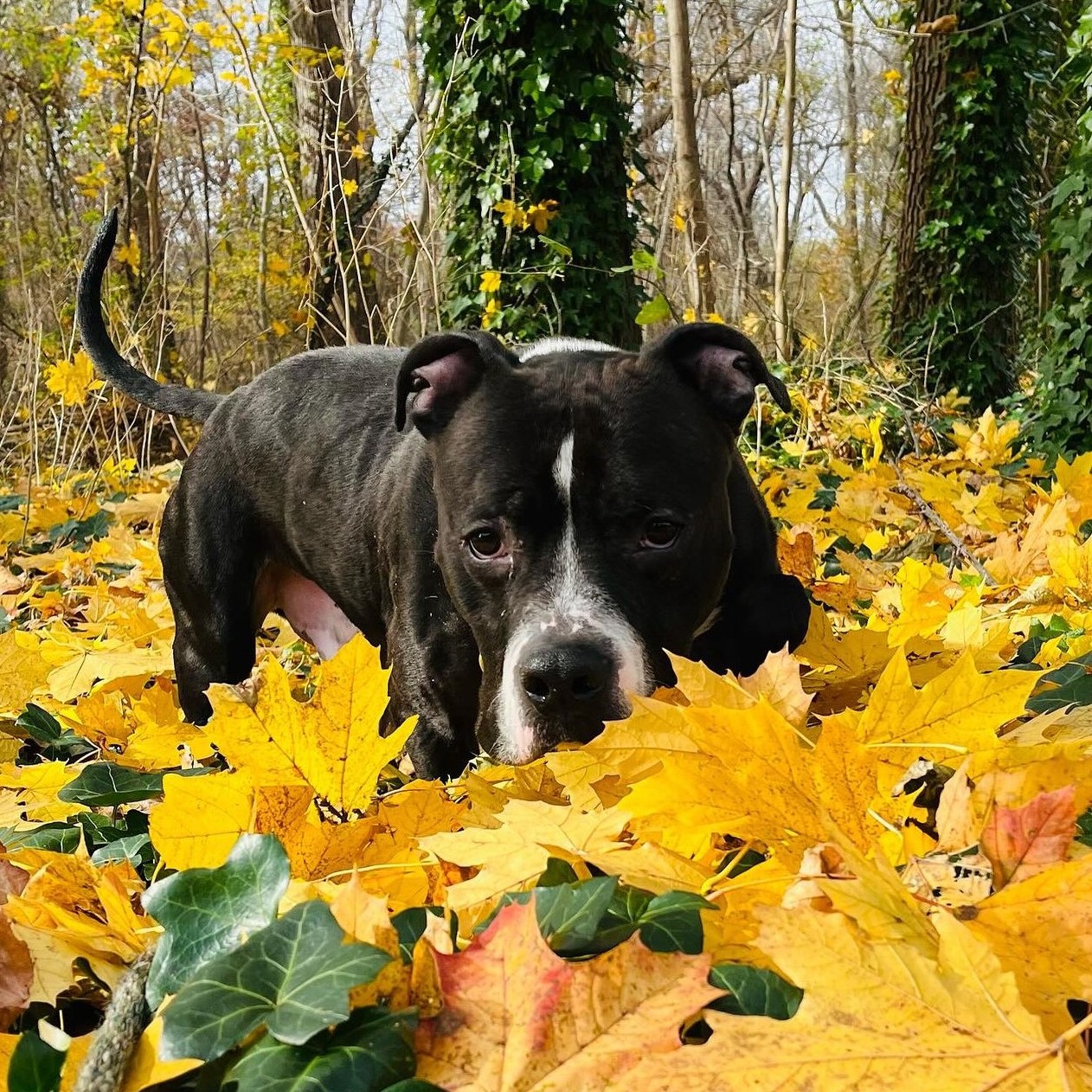 black dog in forest