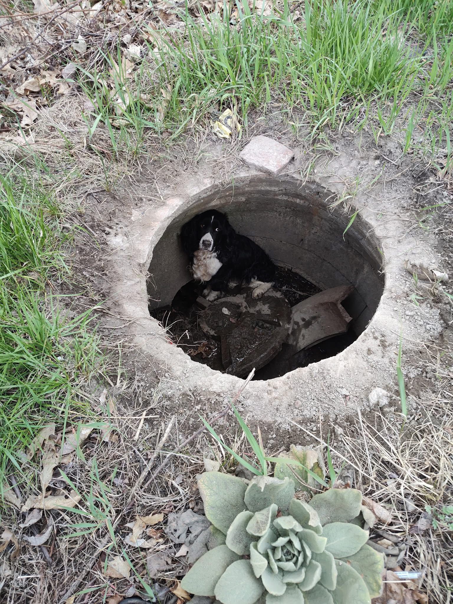 black dog in hole