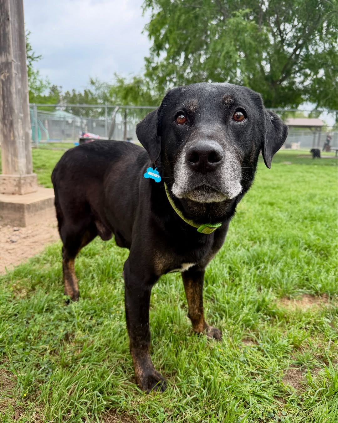 black dog in yard