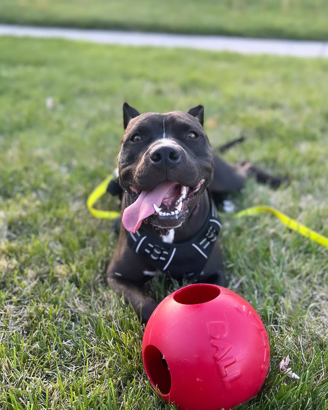 black dog laying on the grass