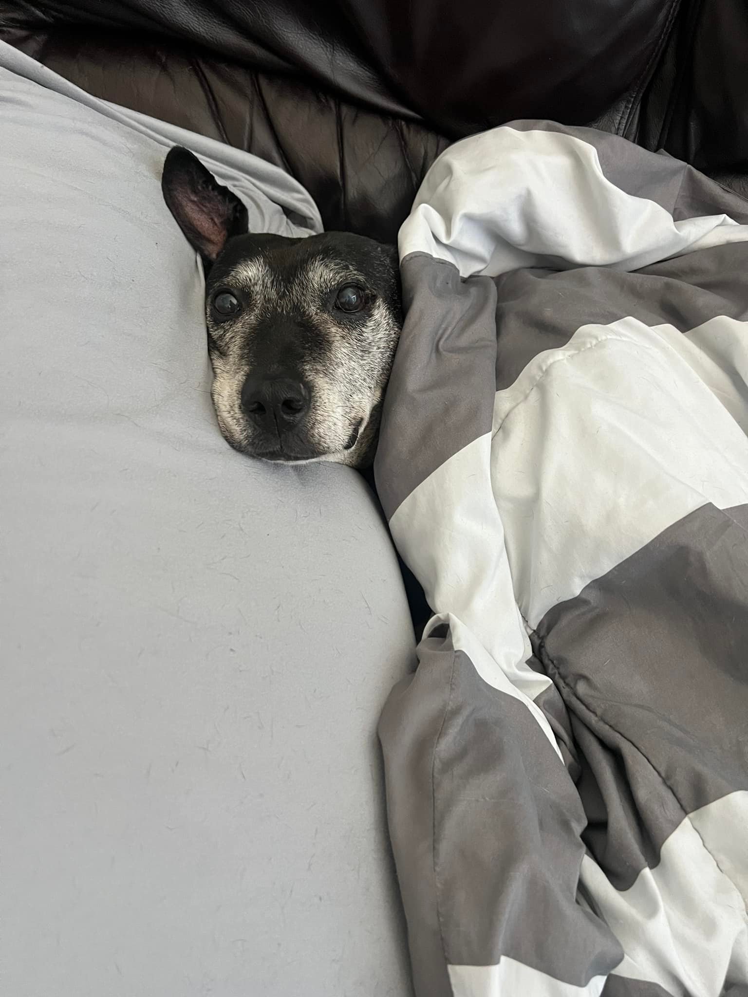black dog laying under blanket