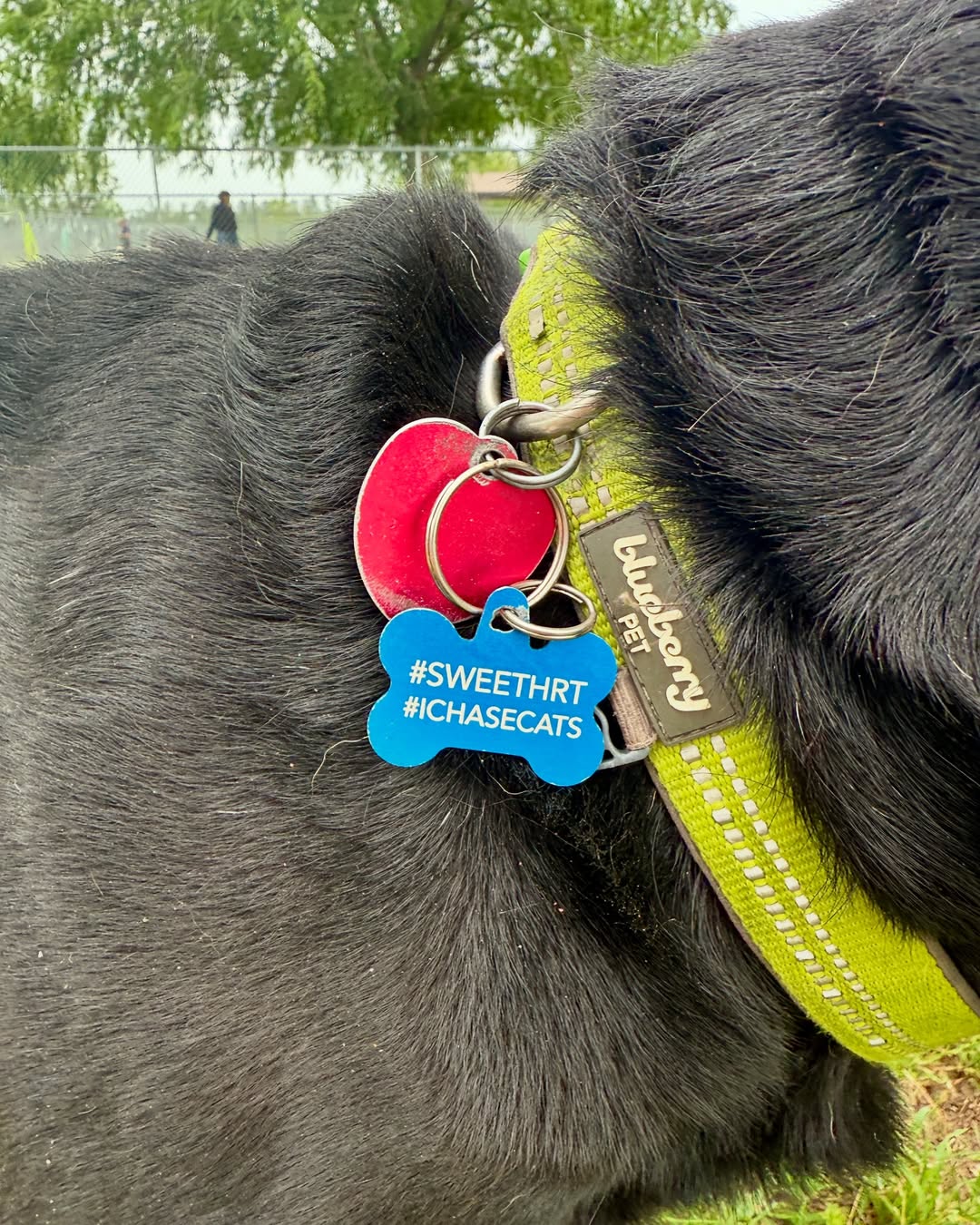 black dog with necklace