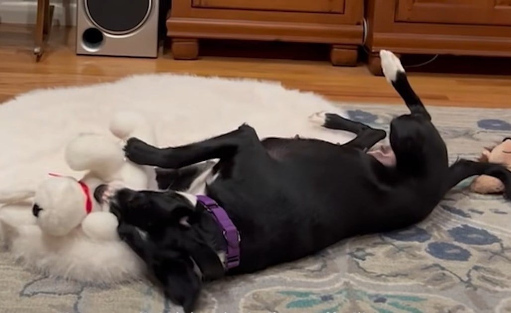 black mother dog laying down