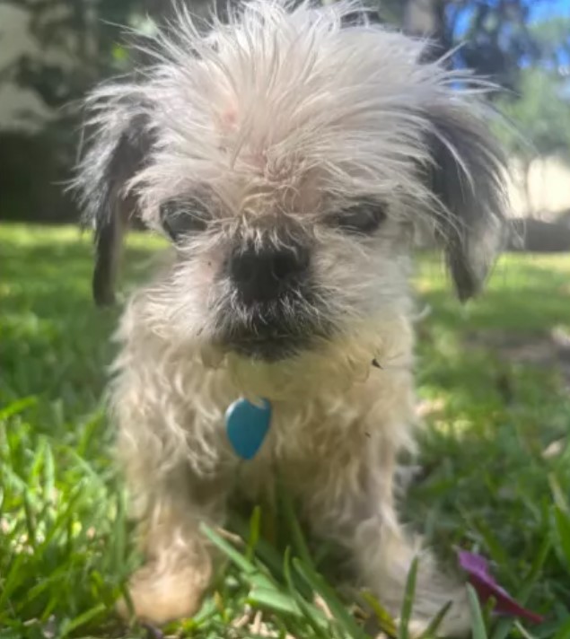 blind dog standing on grass