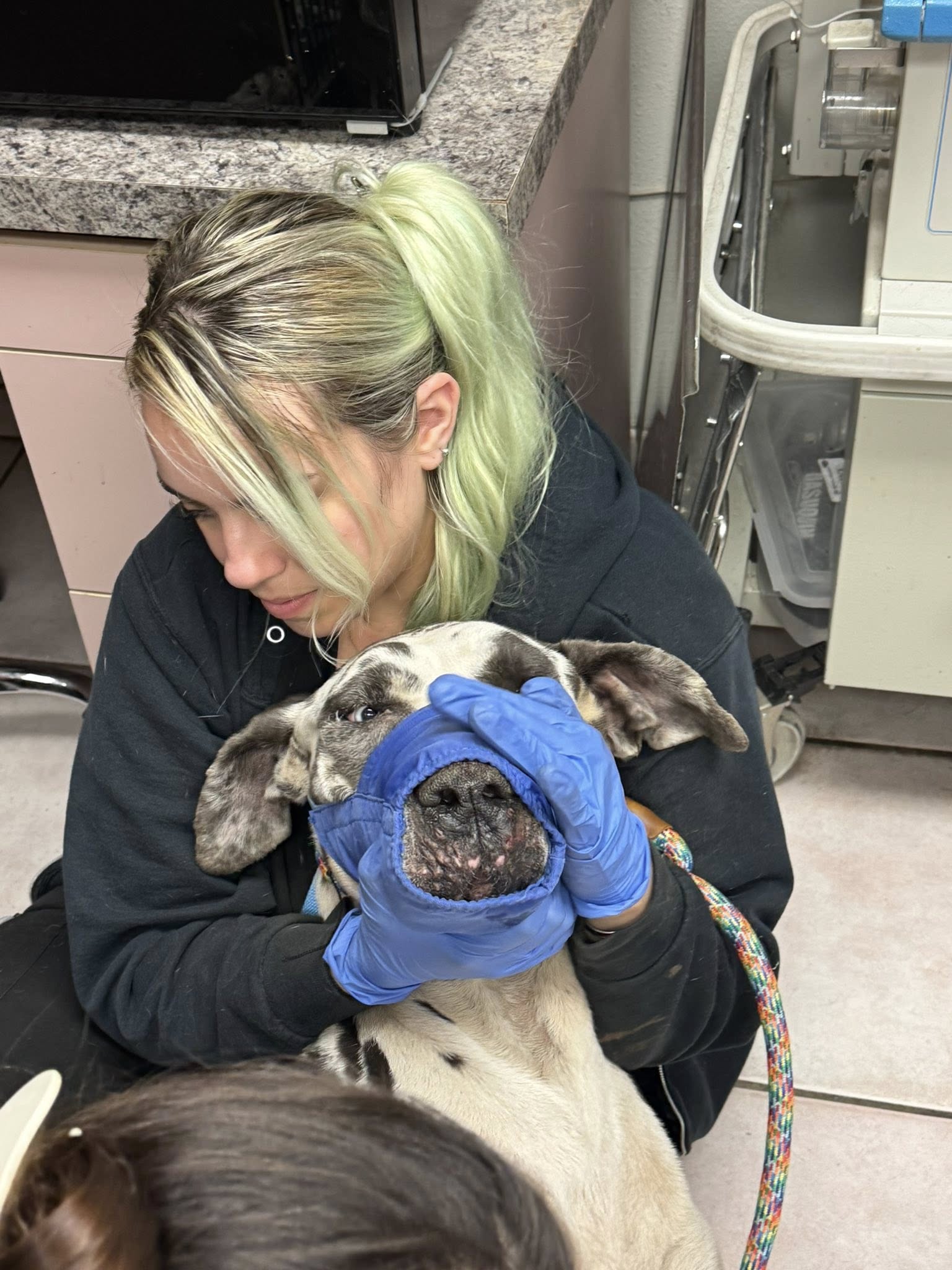 blonde woman and injured dog