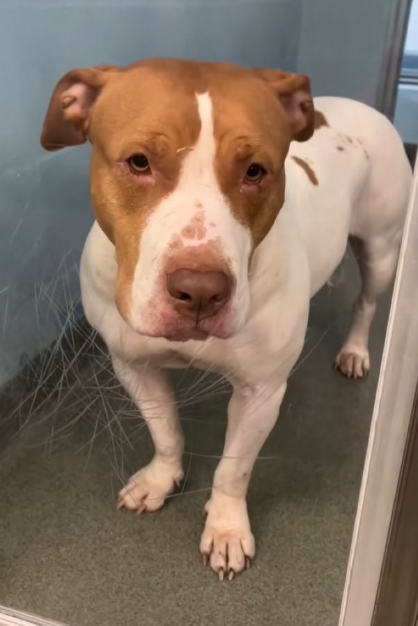 brown and white dog