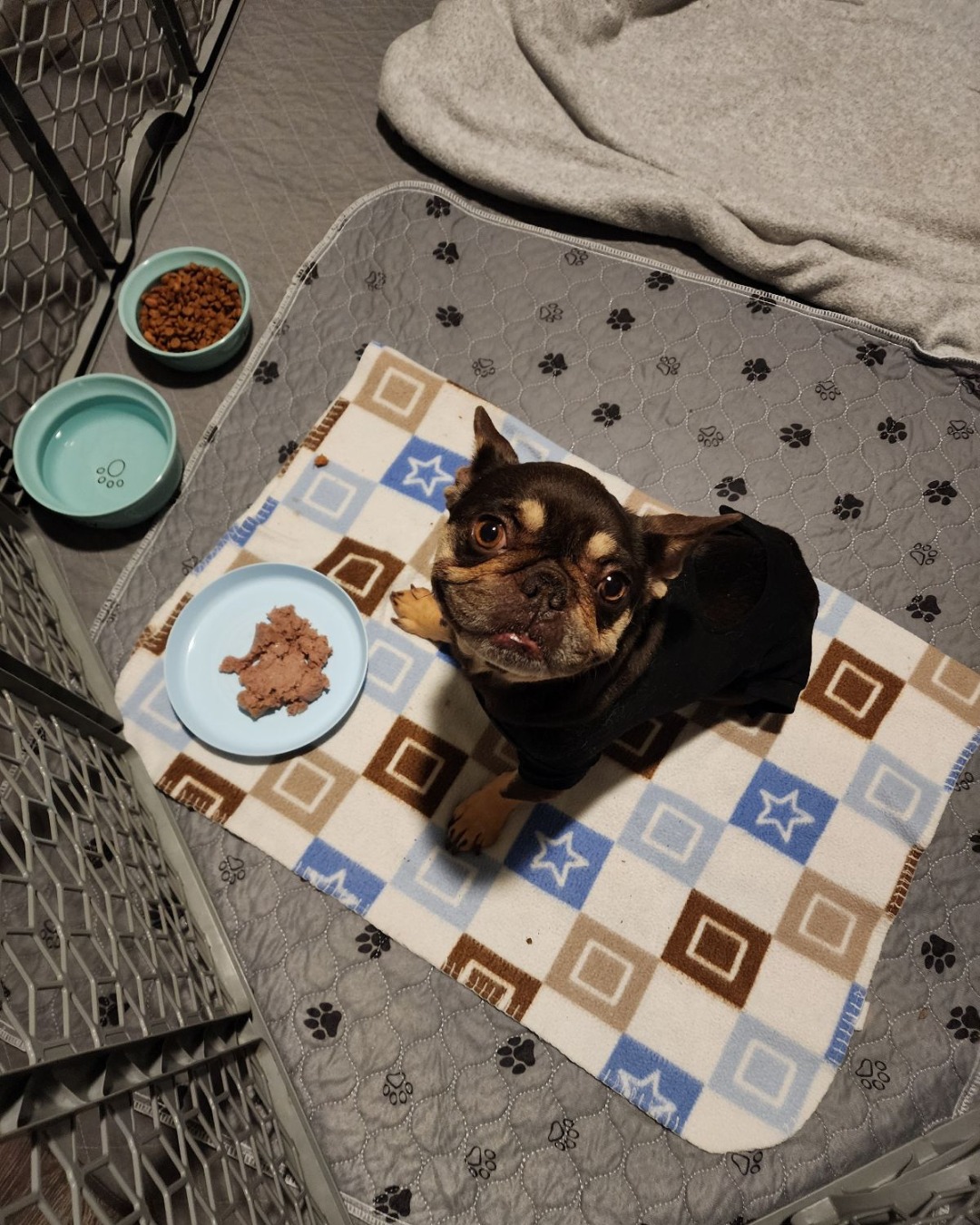 brown dog and food
