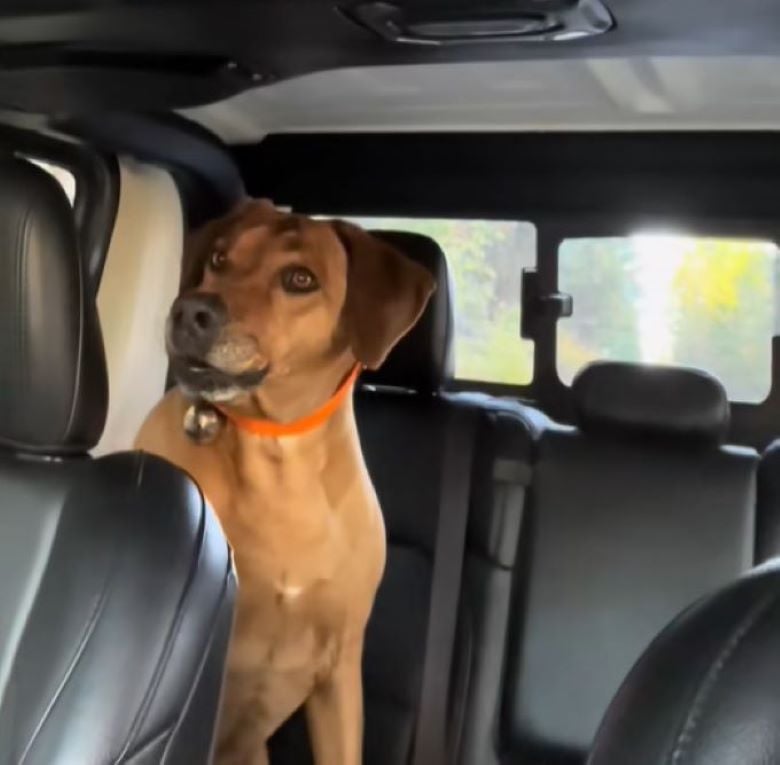brown dog in car