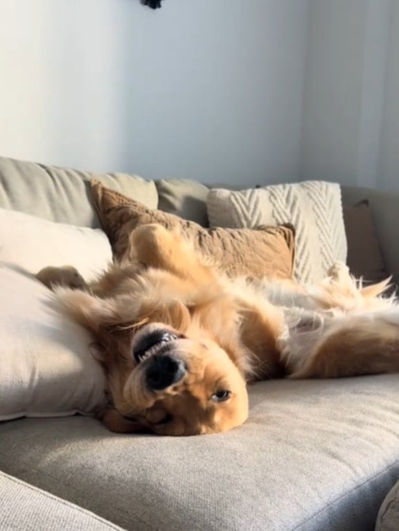 brown dog laying on the back