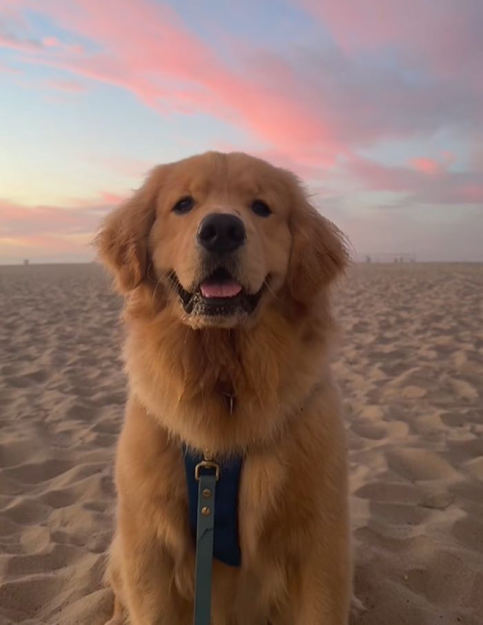 brown dog on beach