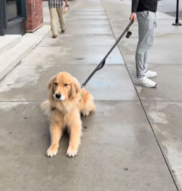 brown dog on leash