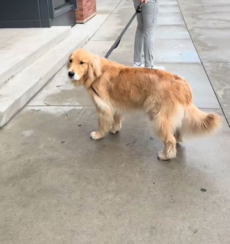 brown dog on street