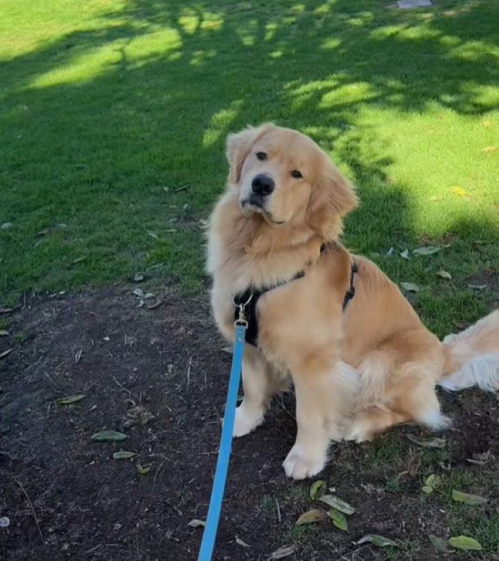 brown dog sitting