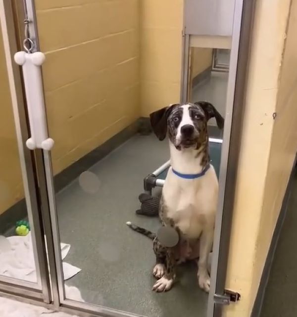 curious dog