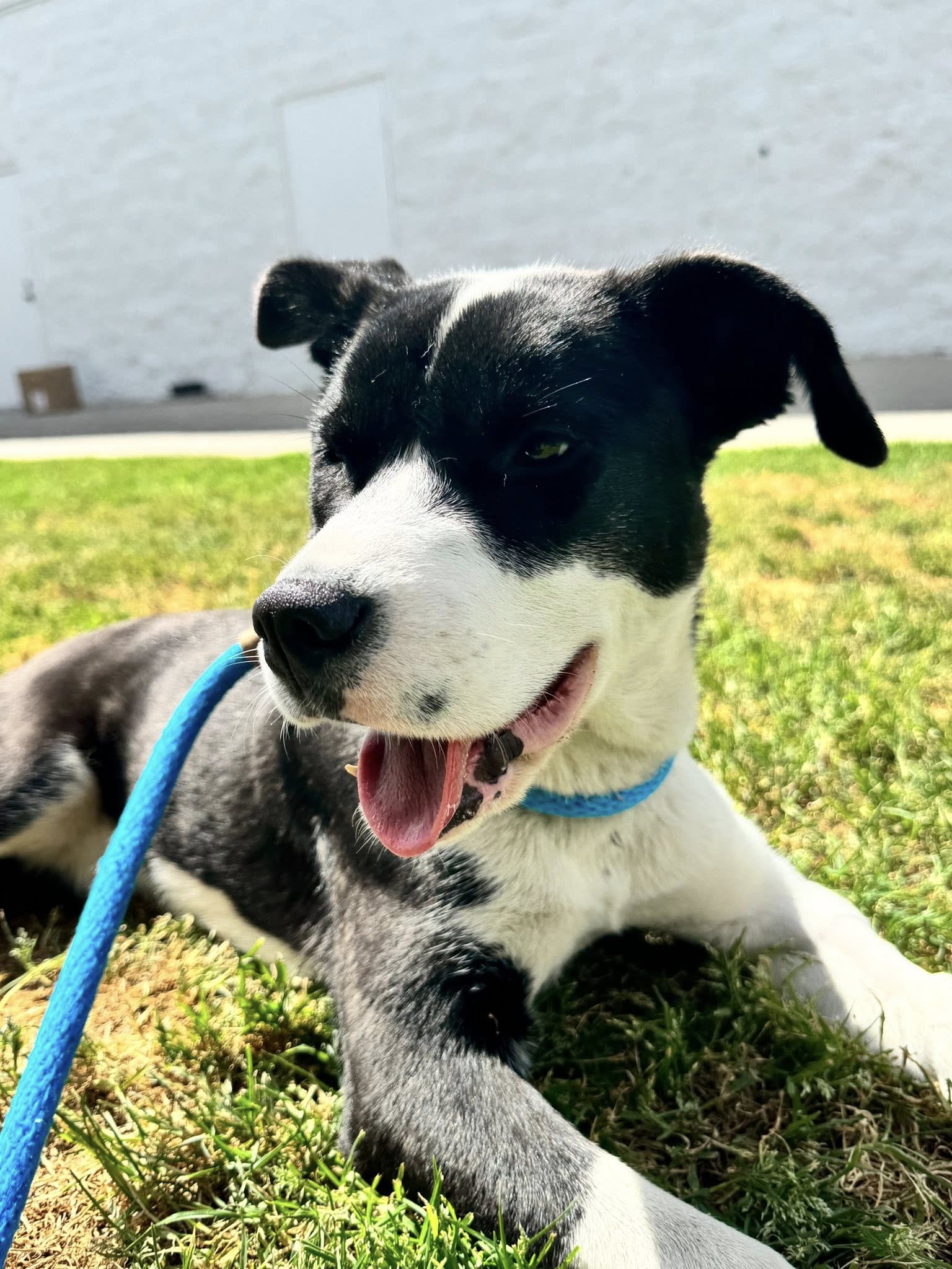 cute black and white dog laying down