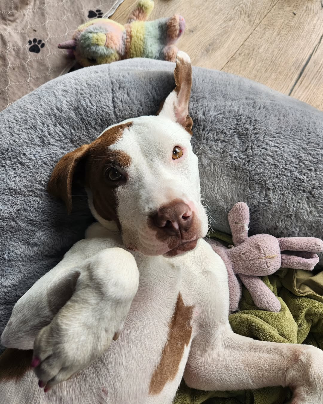 cute dog laying on the back